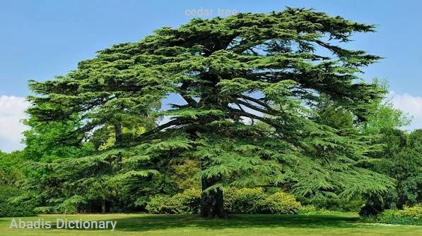 cedar tree